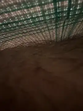 studdboyy online show from December 17, 2025, 3:33 am