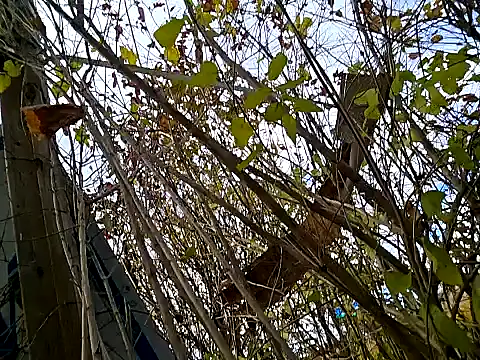 Fuckboy4public online show from November 6, 2025, 5:39 pm