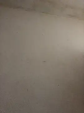 BELLAMORGANE1 online show from November 2, 2025, 9:25 am