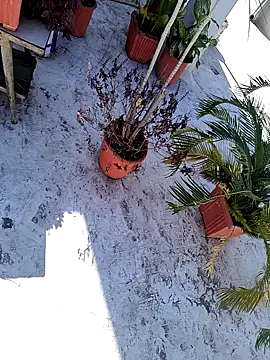 dreamers dick online show from January 3, 2025, 6:44 am