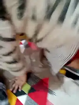 Snapshot of rameshjisex chatting on December 2, 2025, 3:47 pm rameshjisex online show from December 2, 2025, 3:47 pm