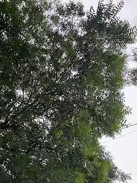 arevalo1124 online show from October 11, 2025, 9:38 pm