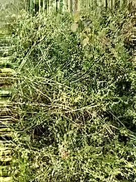 himvilohi08 online show from December 4, 2025, 2:43 am