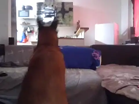 ThePython666 online show from March 27, 2026, 3:35 pm