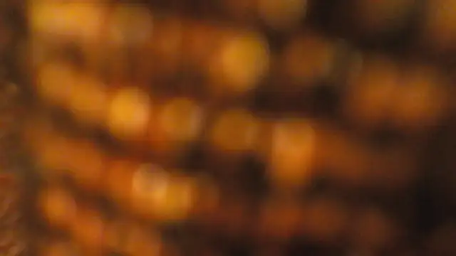 lucywilcox online show from October 26, 2025, 1:55 pm