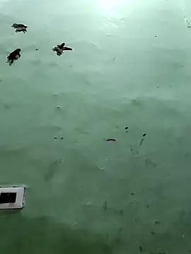 Snapshot of Horny_Shalu chatting on September 10, 2025, 2:21 am Horny Shalu online show from September 10, 2025, 2:21 am