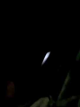 Snapshot of maple694 chatting on December 14, 2025, 8:42 am maple694 online show from December 14, 2025, 8:42 am