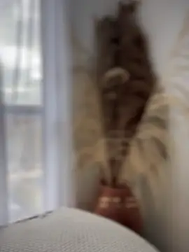 Snapshot of Sofi_Leal chatting on October 7, 2025, 12:17 pm Sofi Leal online show from October 7, 2025, 12:17 pm