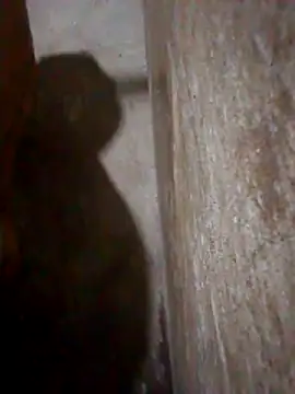 Lujor online show from March 10, 2026, 12:58 am