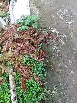 Snapshot of Phuongphuongg chatting on October 9, 2025, 2:12 am Phuongphuongg online show from October 9, 2025, 2:12 am