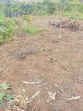 Snapshot of Phuongphuongg chatting on October 21, 2025, 3:17 am Phuongphuongg online show from October 21, 2025, 3:17 am