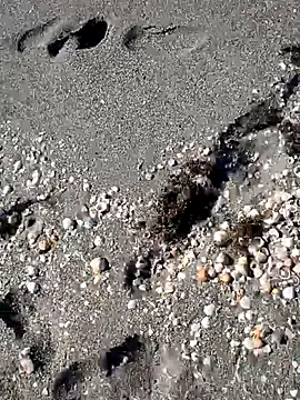 sarahkat86 online show from November 14, 2025, 6:33 pm