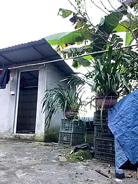 Huong-Ly online show from October 5, 2025, 1:46 pm