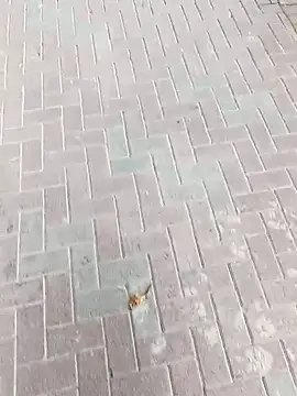 king godgm online show from November 24, 2025, 8:47 am