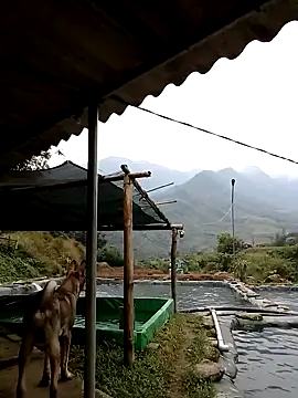 Snapshot of ngan-cute chatting on November 21, 2025, 2:21 am ngan-cute online show from November 21, 2025, 2:21 am