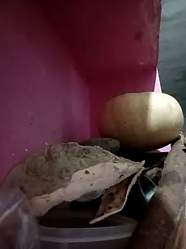 Payal950 online show from October 9, 2025, 9:48 pm