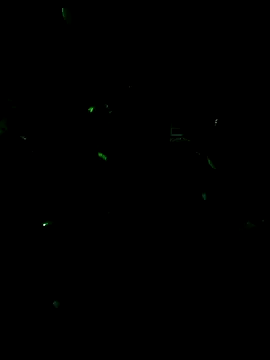 Snapshot of MODEST11_MMiILOO_AMARO chatting on February 13, 2026, 11:38 pm MODEST11 MMiILOO AMARO online show from February 13, 2026, 11:38 pm