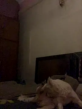 Snapshot of Kajal-Shemale69 chatting on December 16, 2025, 11:25 am Kajal-Shemale69 online show from December 16, 2025, 11:25 am