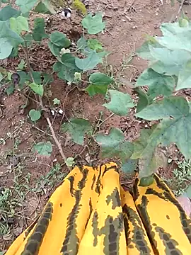 jothitelugu online show from October 21, 2025, 6:57 am