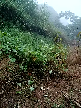 Snapshot of kemtuoi-sex chatting on October 31, 2025, 8:33 am kemtuoi-sex online show from October 31, 2025, 8:33 am