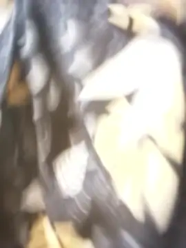 sanaya 3 online show from November 9, 2025, 2:15 am