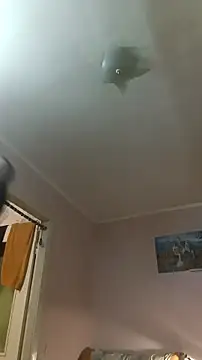 Adidas7217 online show from January 10, 2026, 2:51 am