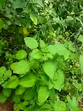 Snapshot of telugumodda4396 chatting on October 25, 2025, 5:50 am telugumodda4396 online show from October 25, 2025, 5:50 am