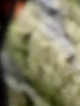 BIG DICK  BOY online show from October 8, 2025, 7:14 pm