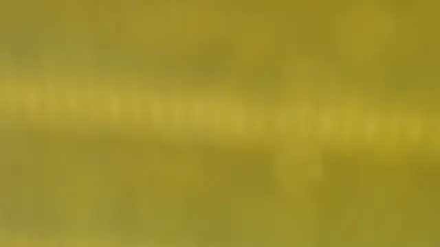 Perla Jonhson Rs online show from December 14, 2025, 2:51 am