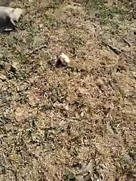 Snapshot of 88zaifkhan88 chatting on January 6, 2026, 4:27 am 88zaifkhan88 online show from January 6, 2026, 4:27 am