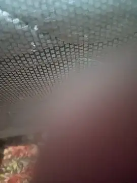 Ariee 199 online show from December 4, 2025, 10:31 pm