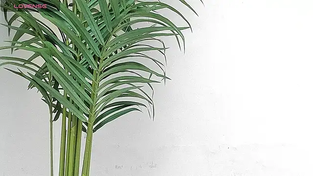 Snapshot of sebastamayo_ chatting on January 9, 2026, 8:49 pm sebastamayo online show from January 9, 2026, 8:49 pm