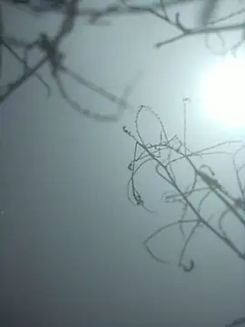 Snapshot of momo_loves chatting on January 9, 2026, 7:48 am momo loves online show from January 9, 2026, 7:48 am