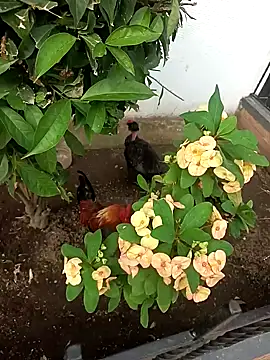 Asia 37 online show from February 15, 2026, 10:41 pm