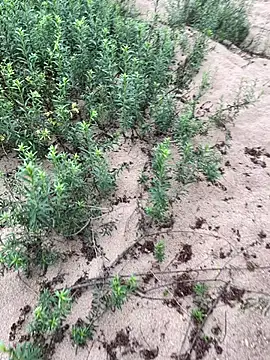 Snapshot of Annalua73 chatting on January 18, 2026, 6:44 pm Annalua73 online show from January 18, 2026, 6:44 pm