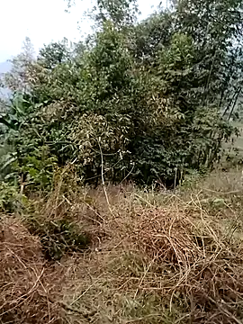 sushi-asa online show from February 24, 2026, 1:50 am