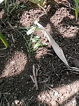 ashwiniraj567 online show from February 11, 2026, 6:35 am