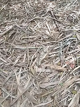 kalai 32 online show from February 6, 2026, 6:53 am