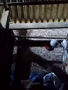 Snapshot of Linka998 chatting on March 2, 2026, 2:01 am Linka998 online show from March 2, 2026, 2:01 am