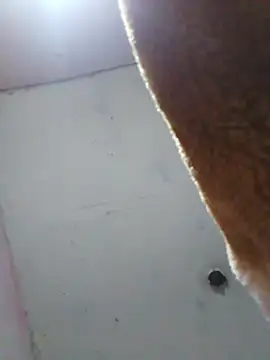 Snapshot of cobrosdepagos chatting on April 16, 2026, 8:04 am cobrosdepagos online show from April 16, 2026, 8:04 am