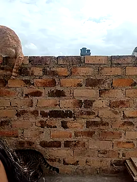 kiki milu online show from March 17, 2026, 1:47 pm