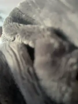 LionInLosAngeles online show from March 14, 2026, 4:24 pm