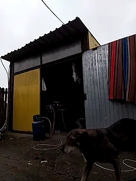 Snapshot of sarpe4 chatting on November 9, 2025, 9:02 am sarpe4 online show from November 9, 2025, 9:02 am