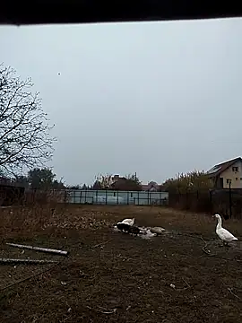 Snapshot of sarpe4 chatting on November 2, 2025, 6:40 am sarpe4 online show from November 2, 2025, 6:40 am