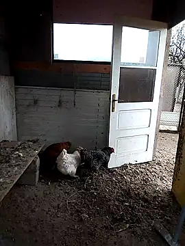 Snapshot of sarpe4 chatting on November 22, 2025, 7:29 am sarpe4 online show from November 22, 2025, 7:29 am