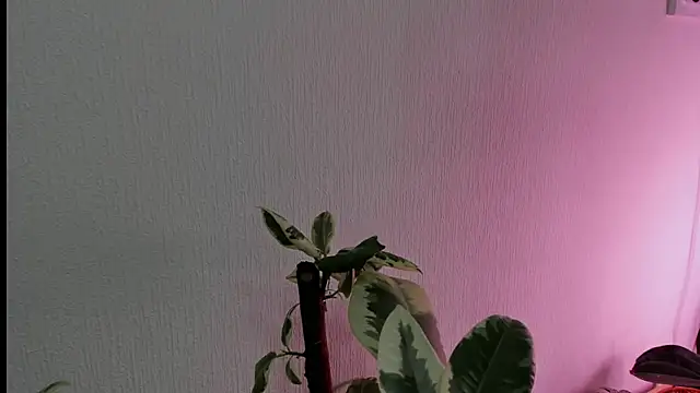 Snapshot of BowToYourWeakness chatting on February 8, 2025, 1:01 pm BowToYourWeakness online show from February 8, 2025, 1:01 pm