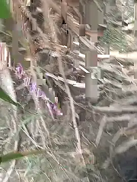 FinableKnee online show from September 18, 2025, 4:48 am