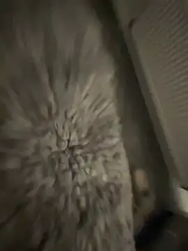 Snapshot of Furdale chatting on January 17, 2025, 5:19 pm Furdale online show from January 17, 2025, 5:19 pm