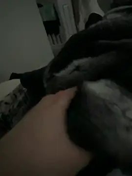 Furdale online show from February 2, 2026, 2:49 pm