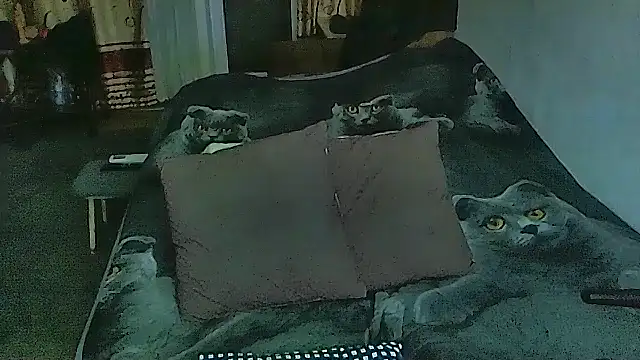 sex2 online show from February 11, 2026, 11:15 pm